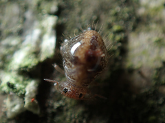 Allacma fusca