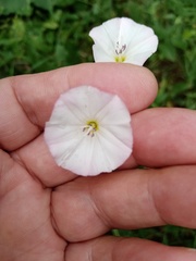 Convolvulus arvensis