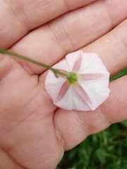 Convolvulus arvensis