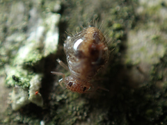 Allacma fusca