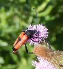 Stictoleptura cordigera