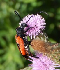 Stictoleptura cordigera