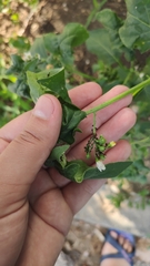 Aphis fabae solanella