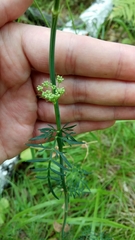 Apiaceae