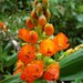 Elleanthus aurantiacus - Photo (c) Andreas Kay, μερικά δικαιώματα διατηρούνται (CC BY-NC-SA)