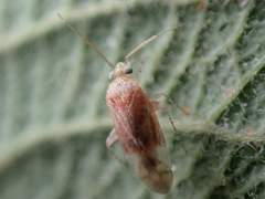 Psallus haematodes