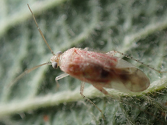 Psallus haematodes