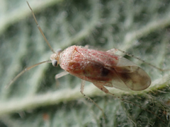 Psallus haematodes