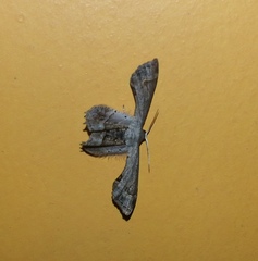 Lepidoptera