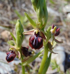 Ophrys mammosa