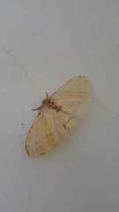 Lepidoptera