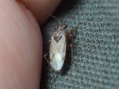 Nysius thymi