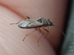 Nysius thymi
