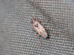 Nysius thymi