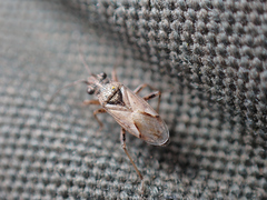 Nysius thymi