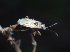 Nysius thymi
