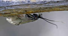 Brachycentrus occidentalis