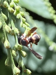 Epeolus bifasciatus