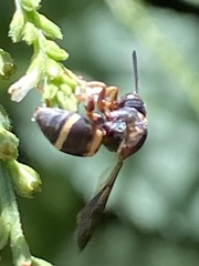 Epeolus bifasciatus