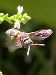 Epeolus bifasciatus