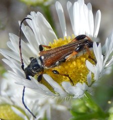 Stenopterus ater