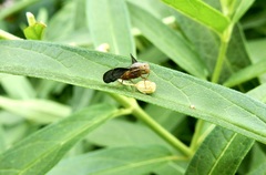 Eutreta noveboracensis