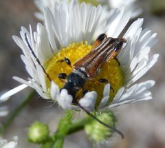 Stenopterus ater