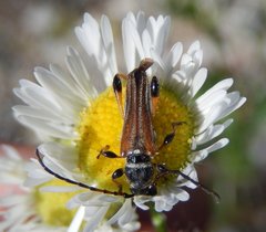 Stenopterus ater