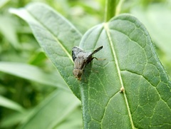 Eutreta noveboracensis