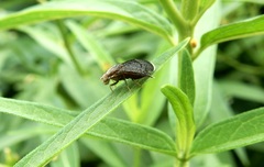 Eutreta noveboracensis