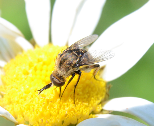 Toxophora amphitea Walker, 1849