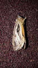 Eudocima materna
