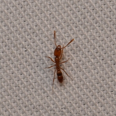 Hypoponera punctatissima