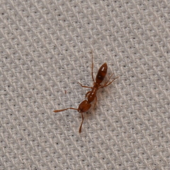 Hypoponera punctatissima