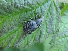 Otiorhynchus nodosus