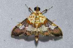 Aetholix flavibasalis