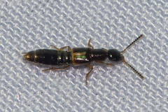 Neobisnius praelongus