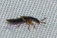 Neobisnius praelongus