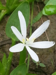 Heteranthera limosa