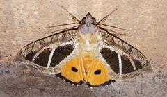 Eudocima materna