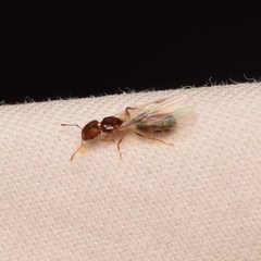 Pheidole californica