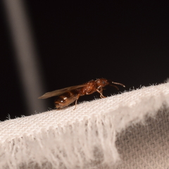 Pheidole californica