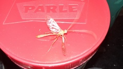 Lepidoptera