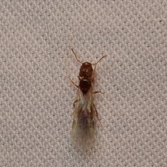 Pheidole californica