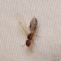 Pheidole californica