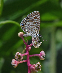 Leptotes cassius