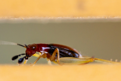Phyllopalpus pulchellus
