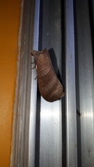 Lepidoptera