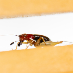 Phyllopalpus pulchellus