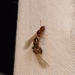 Pheidole californica